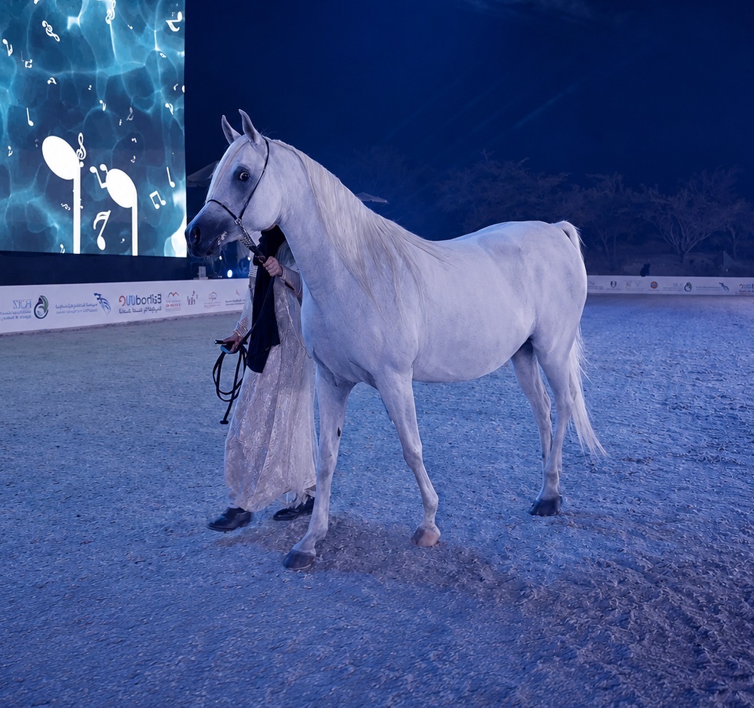 A grey Arabian horse led across an arena in front of a large screen.